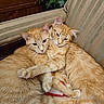 armchair, cat, cats, closeup, companions, cozy, cuddle, domestic_cat, feline, fur, ginger_cat, indoor, orange_cat, pets, relaxed, resting, snuggling, striped_fabric, two_animals, whiskers