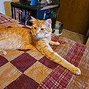 Macie Jo is registered to the contest to win money with this photo: animal, bed, carpet, cat, cozy, door, dvds, fan, furniture, home, indoor, knick_knacks, orange_tabby, patchwork, pet, quilt, relaxed, room, shelf, stretching