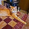 animal, bed, carpet, cat, cozy, door, dvds, fan, furniture, home, indoor, knick_knacks, orange_tabby, patchwork, pet, quilt, relaxed, room, shelf, stretching