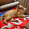blanket, blue, cat, chair, cozy, cushion, domestic, drawer, fur, home_interior, indoor, orange_cat, pet, pillow, red, relaxing, resting, sleeping, white, wooden_furniture