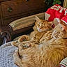 animal_pair, armchair, blanket, cat, closeup, comfort, cozy, cute, domestic_animal, fur, furniture, ginger_cat, home, indoor, pets, relaxing, resting, sleeping, snuggling, two_animals