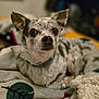 dog, small_dog, speckled_fur, gray_fur, white_fur, blanket, cozy, indoor, pet, animal, ears, eyes, lying_down, collar, fur, cute, portrait, focused, domestic, companion
