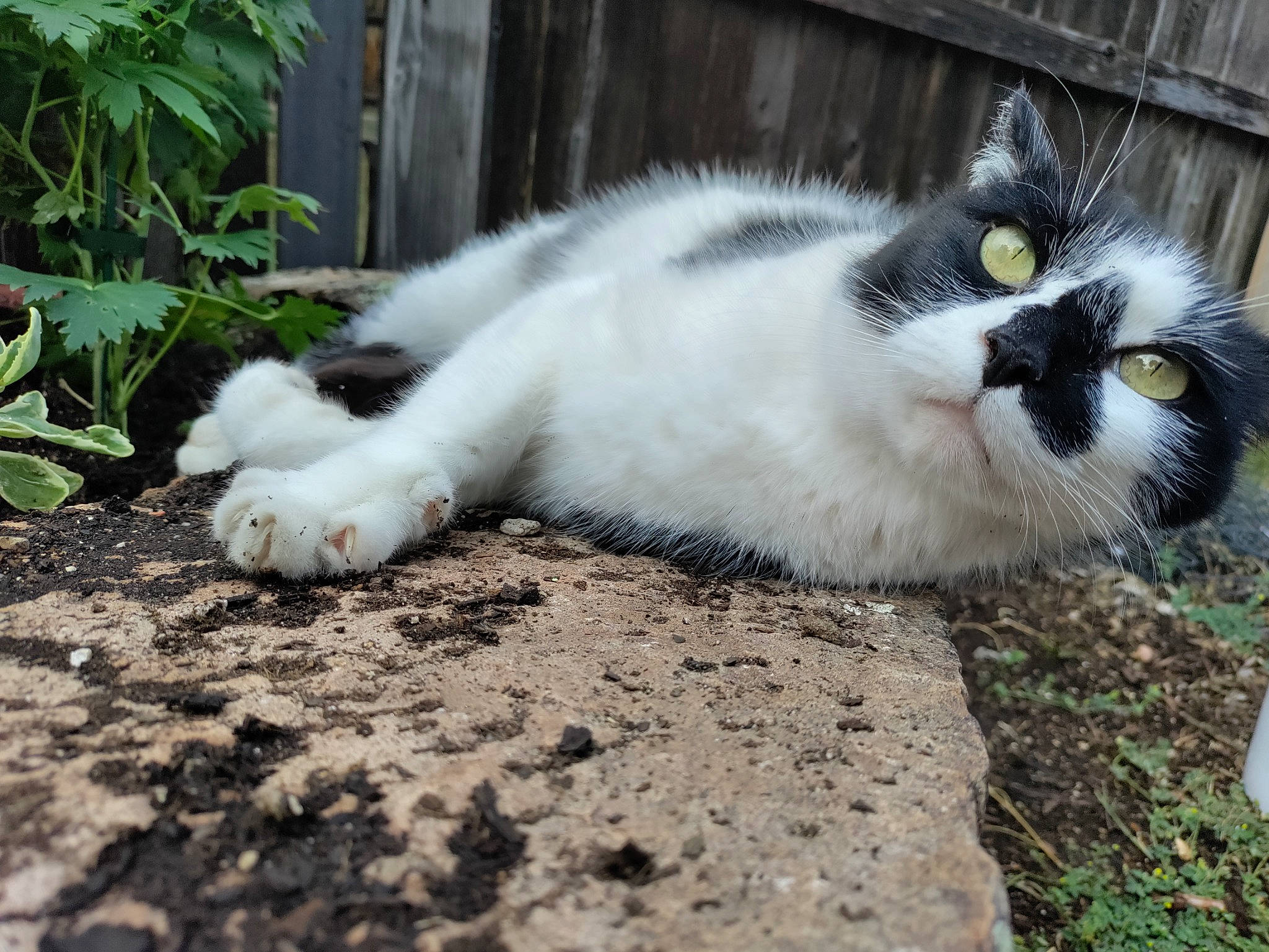 Ducky is registered to the contest to win money with this photo: carnivore, cat, domestic_short_haired_cat, felidae, fur, grass, groundcover, plant, sitting, small_to_medium_sized_cats, snout, soil, tail, terrestrial_animal, whiskers