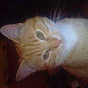 Noisette a rejoint le concours — aidez-le/la à gagner de superbes lots !