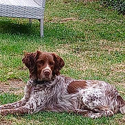 Lilli a rejoint le concours — aidez-le/la à gagner de superbes lots ! animal, backyard, bench, canine, chair, cockerspaniel, dog, field, furniture, grass, grassland, lawn, nature, outdoors, pet, plant, pointer, puppy, terrier, yard