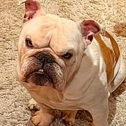 Maurice a rejoint le concours — aidez-le/la à gagner de superbes lots ! animal, beige, bulldog, canine, carpet, closeup, companion, cute, dog, domestic, ears, fluffy, fur, indoor, looking, pet, portrait, serious, sitting, wrinkled_face