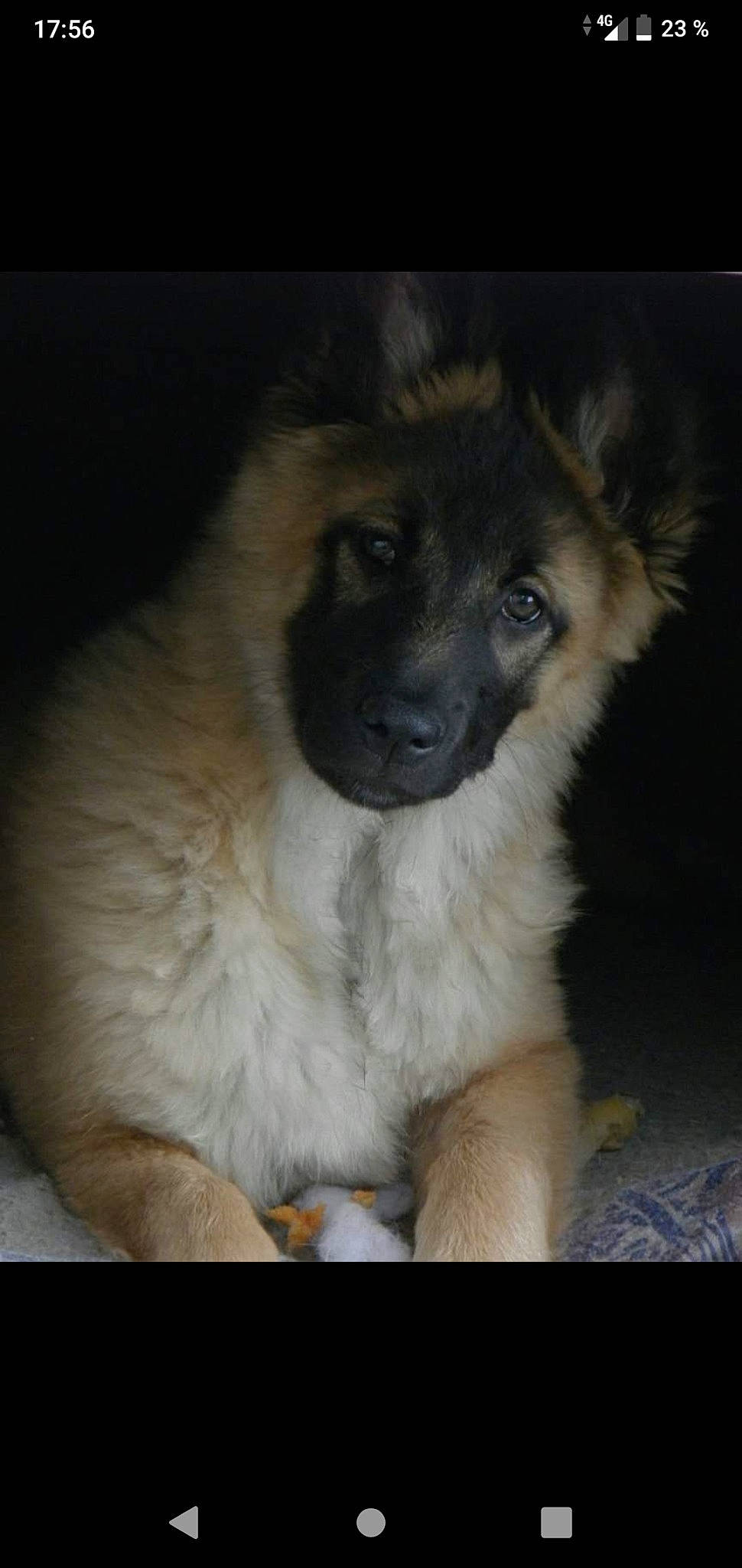 Iouka a rejoint le concours — aidez-le/la à gagner de superbes lots ! belgian_shepherd_malinois, canidae, carnivore, caucasian_shepherd_dog, dog, dog_breed, eurasier, fawn, german_shepherd_dog, mammal, puppy, snout, tervuren, vertebrate