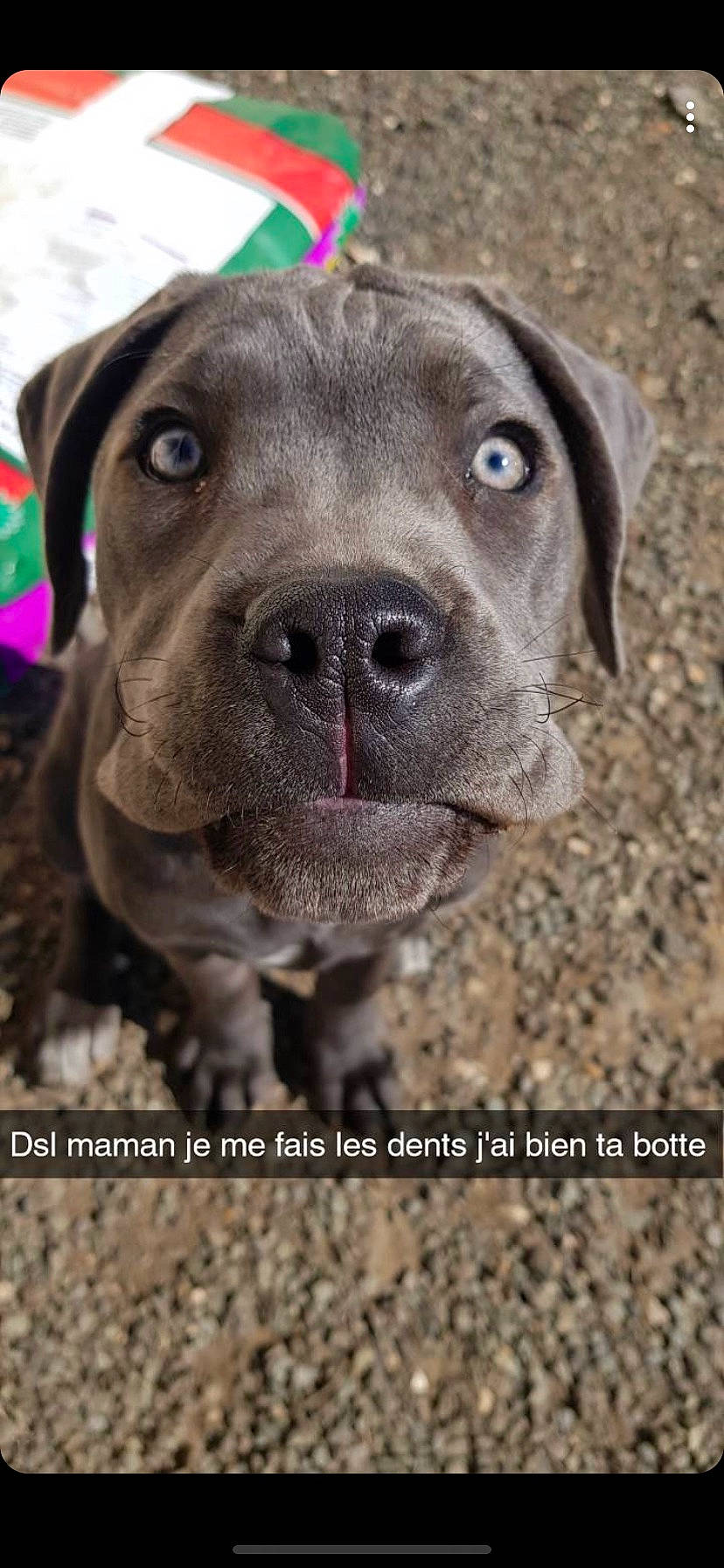 Pya participe au concours pour gagner de l'argent avec cette photo : canidae, carnivore, collar, companion_dog, dog, dog_breed, dog_collar, fawn, hunting_dog, liver, non_sporting_group, photography, soil, sporting_group, whiskers, working_animal