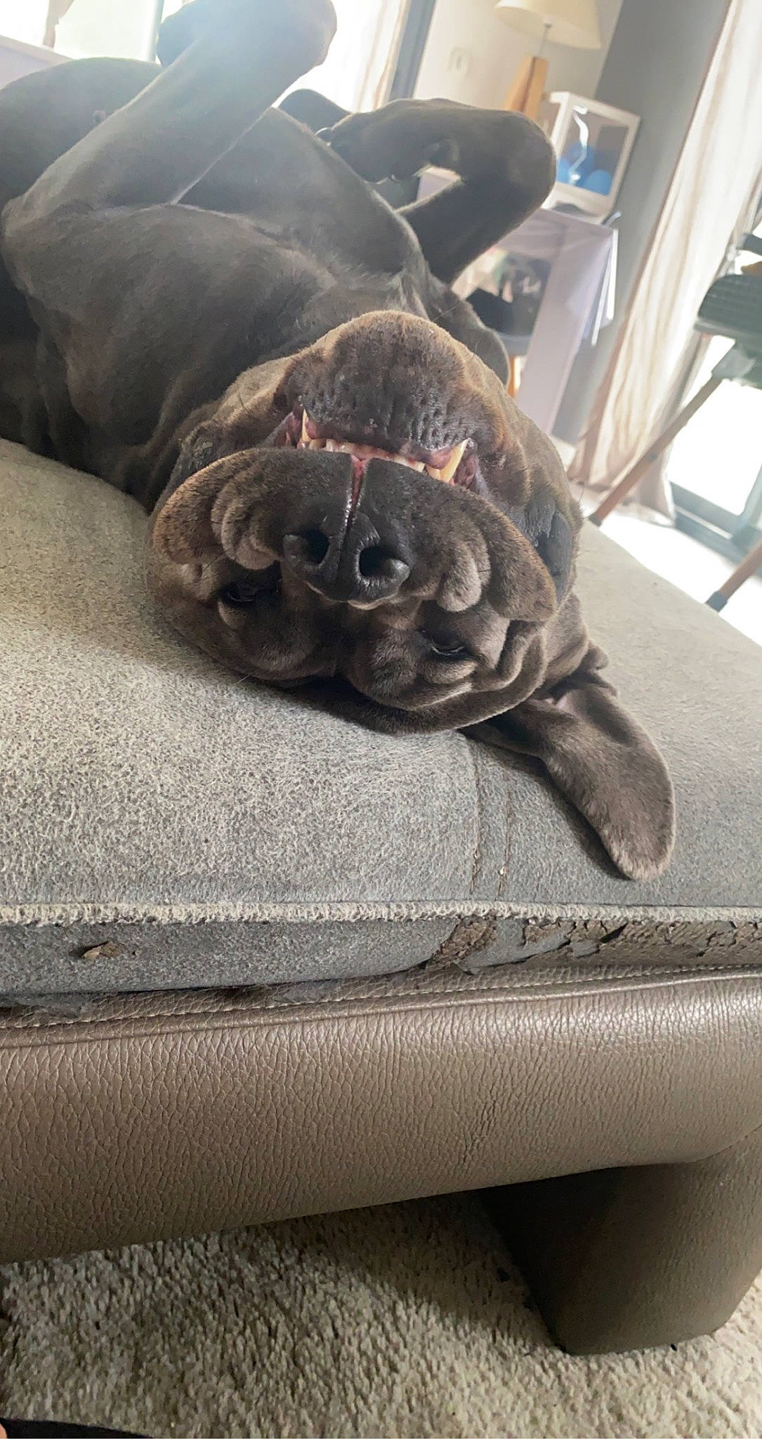 Pya participe au concours pour gagner de l'argent avec cette photo : automotive_tire, bumper, carnivore, comfort, companion_dog, dog, dog_breed, fawn, felidae, flooring, grey, metal, sculpture, snout, sporting_group, terrestrial_animal, whiskers, wood, working_animal, wrinkle