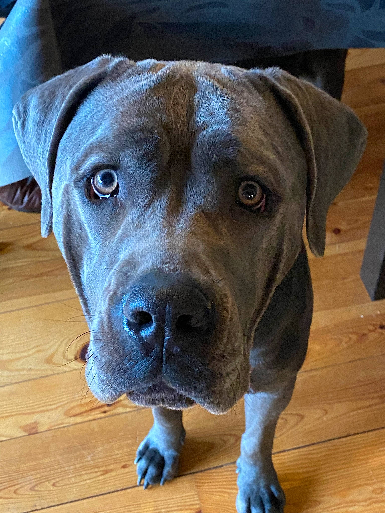 Pya participe au concours pour gagner de l'argent avec cette photo : carnivore, collar, companion_dog, dog, dog_breed, dog_collar, electric_blue, fawn, flooring, gun_dog, hardwood, liver, pet_supply, plank, snout, sporting_group, whiskers, wood, wood_stain, working_animal