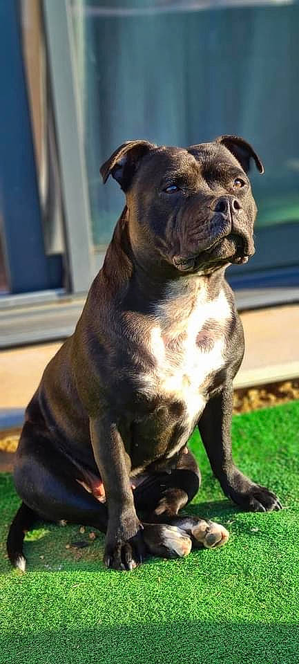 Olye a rejoint le concours — aidez-le/la à gagner de superbes lots ! ancient_dog_breeds, canidae, carnivore, companion_dog, dog, dog_breed, dog_collar, fawn, grass, guard_dog, liver, molosser, non_sporting_group, plant, snout, sporting_group, tail, terrestrial_animal, working_animal, working_dog