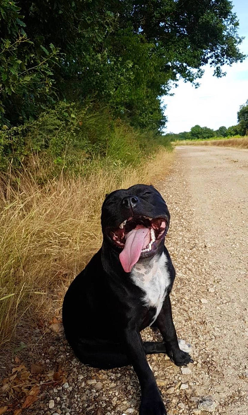 Olye a rejoint le concours — aidez-le/la à gagner de superbes lots ! asphalt, carnivore, companion_dog, dog, dog_breed, eyewear, fashion_accessory, fawn, grass, hat, landscape, leash, personal_protective_equipment, plant, sky, snout, sunglasses, tail, tree, working_animal