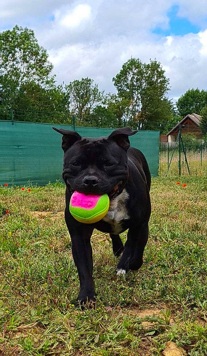 Olye a rejoint le concours — aidez-le/la à gagner de superbes lots ! canidae, carnivore, cloud, collar, companion_dog, dog, dog_breed, fawn, grass, grassland, guard_dog, livestock, pasture, plant, sky, snout, sporting_group, tail, tree, working_animal