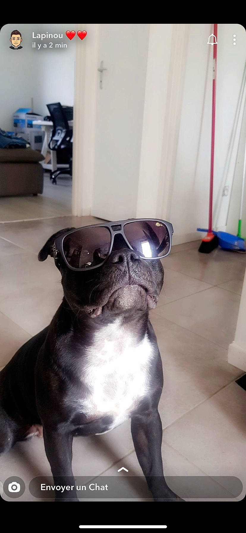 Olye participe au concours pour gagner de l'argent avec cette photo : boston_terrier, bulldog, canidae, carnivore, collar, companion_dog, dog, dog_breed, dog_collar, eyewear, fawn, flooring, personal_protective_equipment, snout, sporting_group, tail, vision_care, whiskers, window, working_animal