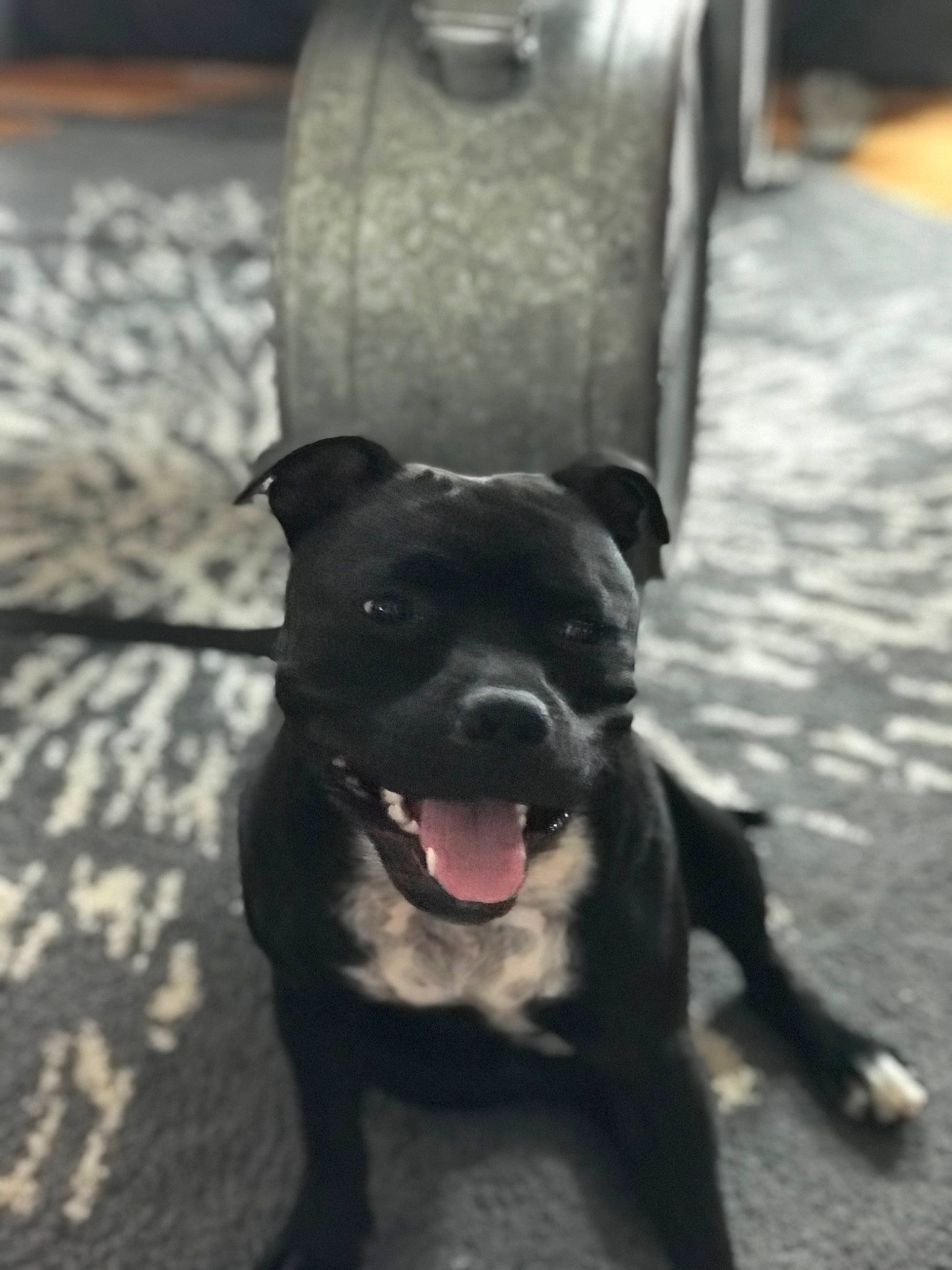 Olye a rejoint le concours — aidez-le/la à gagner de superbes lots ! canidae, carnivore, collar, companion_dog, dog, dog_breed, dog_collar, fawn, guard_dog, molosser, monochrome_photography, non_sporting_group, road_surface, snout, sporting_group, whiskers, working_animal, working_dog