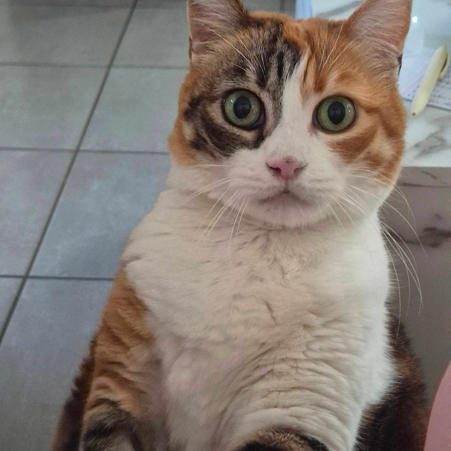 Maya