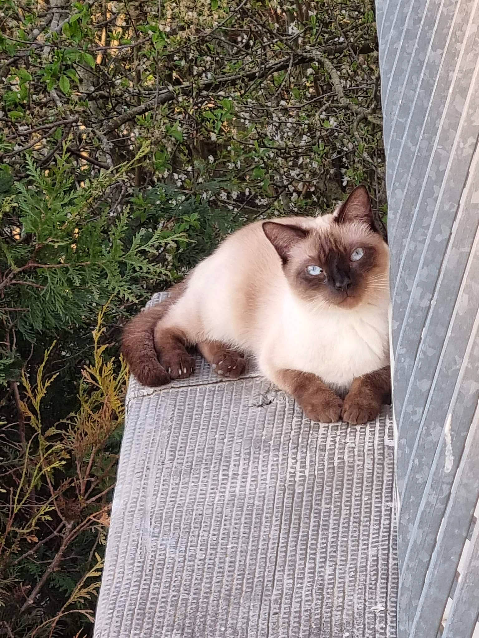 Symba a rejoint le concours — aidez-le/la à gagner de superbes lots ! balinese, birman, carnivore, cat, fawn, felidae, fur, grass, iris, plant, siamese, small_to_medium_sized_cats, snout, tail, terrestrial_animal, thai, whiskers, wildlife, wood