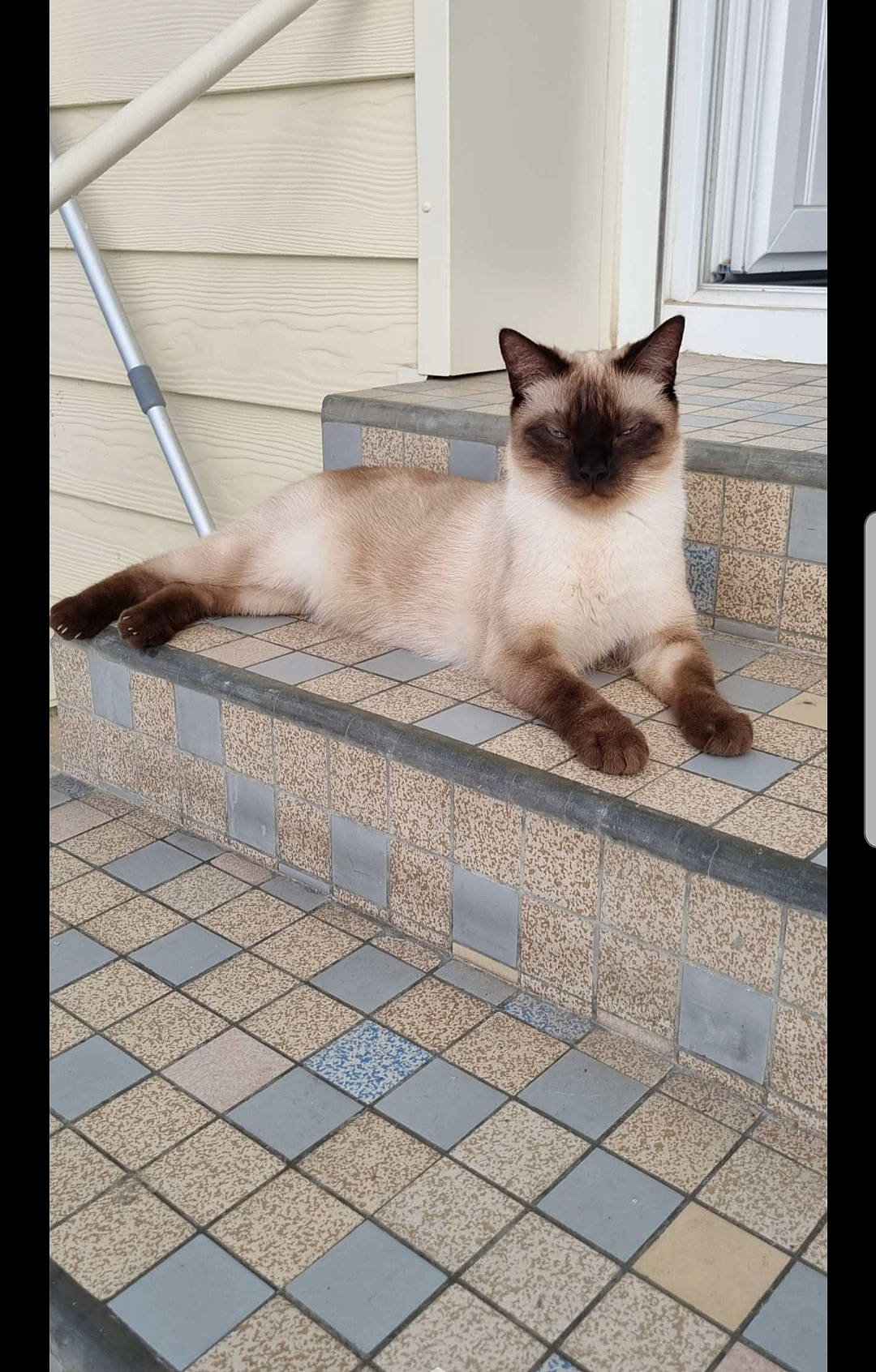 Symba a rejoint le concours — aidez-le/la à gagner de superbes lots ! carnivore, cat, cobblestone, fawn, felidae, flagstone, floor, flooring, fur, line, rectangle, road_surface, shadow, siamese, small_to_medium_sized_cats, snout, tail, thai, whiskers, window