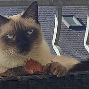Symba a rejoint le concours — aidez-le/la à gagner de superbes lots ! animal, balcony, cat, closeup, curious, daylight, ears, face, fur, leaf, outdoor, paw, pet, railing, relaxed, resting, roof, siamese_cat, whiskers, window