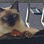 animal, balcony, cat, closeup, curious, daylight, ears, face, fur, leaf, outdoor, paw, pet, railing, relaxed, resting, roof, siamese_cat, whiskers, window