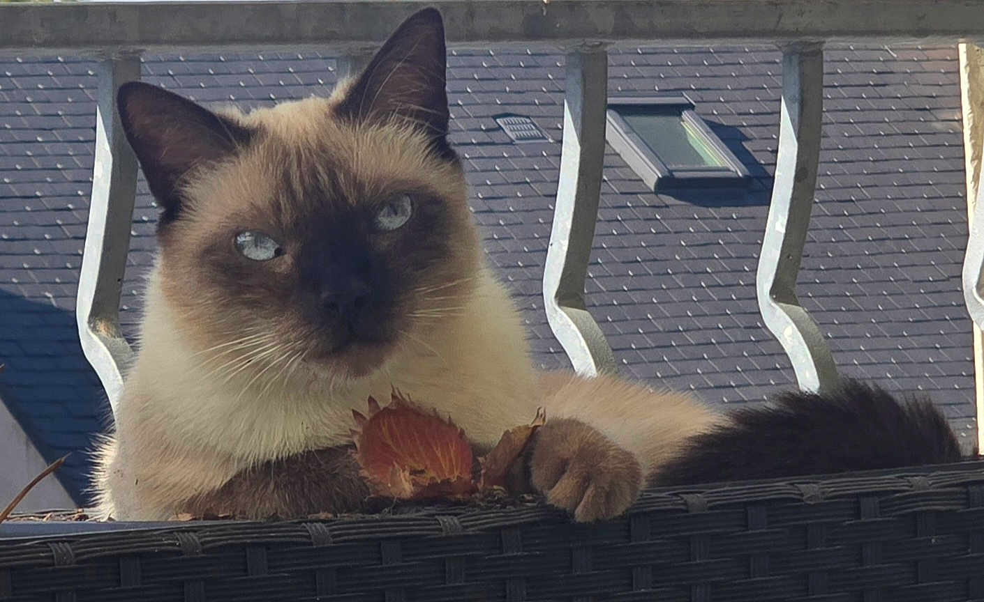 Symba