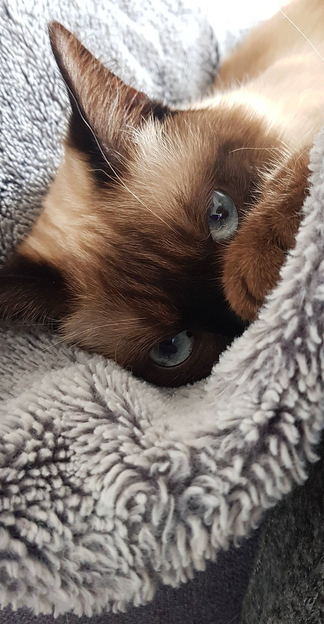 Symba a rejoint le concours — aidez-le/la à gagner de superbes lots ! birman, carnivore, cat, close_up, comfort, eye, eyelash, fawn, felidae, fur, head, iris, pattern, siamese, small_to_medium_sized_cats, snout, terrestrial_animal, whiskers, wildlife, working_animal