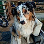 dog, australian_shepherd, animal, pet, fur, ears, eyes, seat, golf_cart, farm, outdoor, rustic, brown, white, black, tan, fence, metal, vehicle, canine
