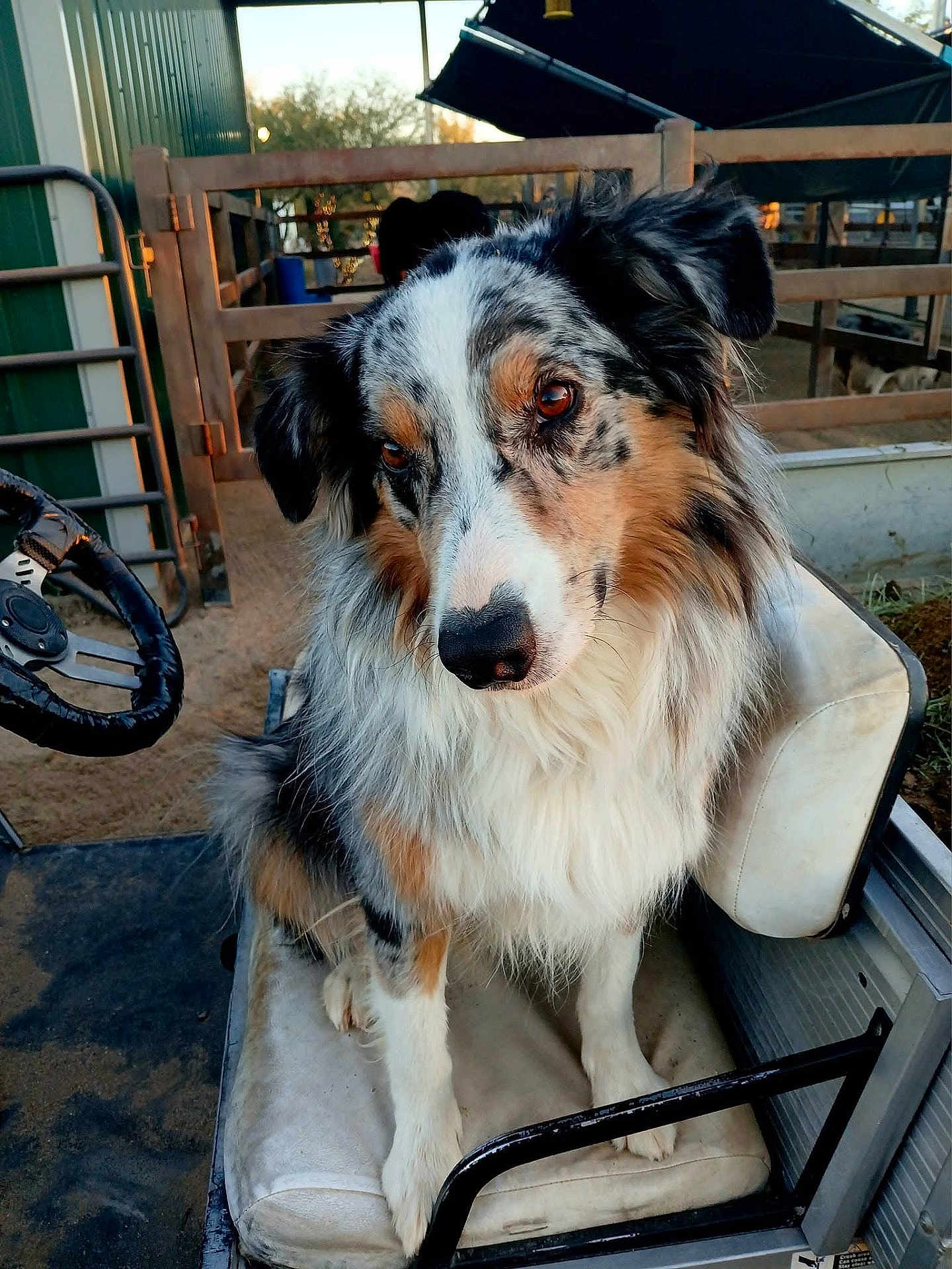 Obi is registered to the contest to win money with this photo: dog, australian_shepherd, animal, pet, fur, ears, eyes, seat, golf_cart, farm, outdoor, rustic, brown, white, black, tan, fence, metal, vehicle, canine