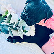 Thundercloud joined the competition — help win amazing prizes! adorable, animal, black_dog, closeup, cozy, curious, cute, dog, flower, indoor, pet, pink_clothing, portrait, pug, puppy, quilt, resting, sniffing, soft_light, white_flower