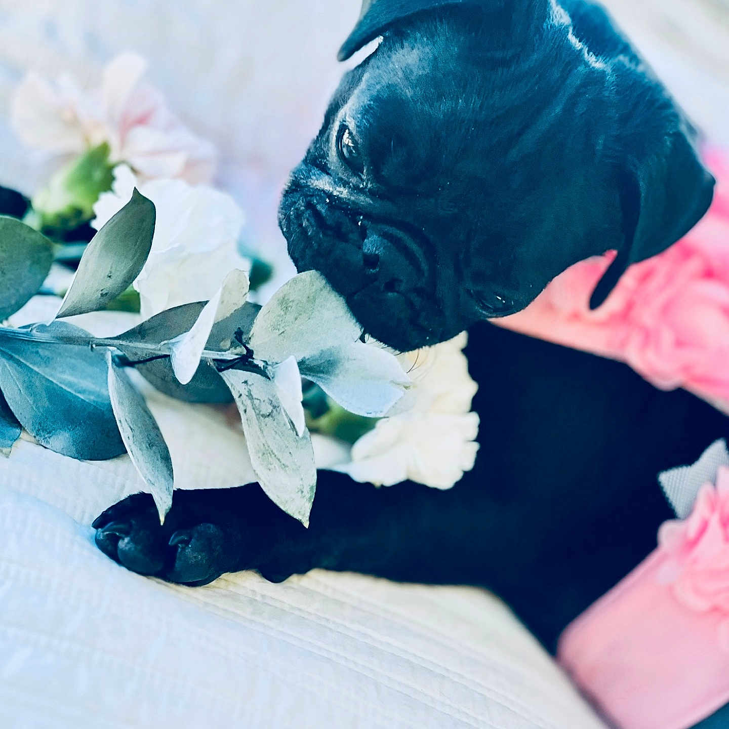 Thundercloud joined the competition — help win amazing prizes! adorable, animal, black_dog, closeup, cozy, curious, cute, dog, flower, indoor, pet, pink_clothing, portrait, pug, puppy, quilt, resting, sniffing, soft_light, white_flower
