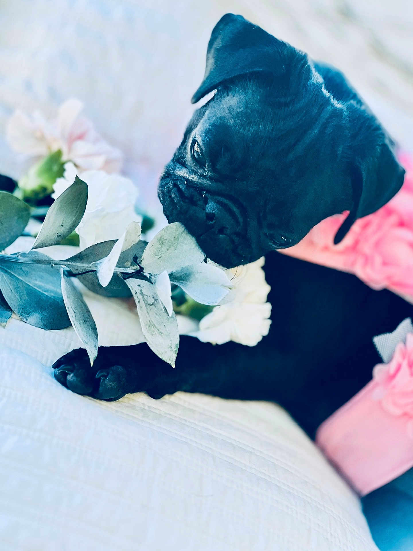 Thundercloud joined the competition — help win amazing prizes! adorable, animal, black_dog, closeup, cozy, curious, cute, dog, flower, indoor, pet, pink_clothing, portrait, pug, puppy, quilt, resting, sniffing, soft_light, white_flower