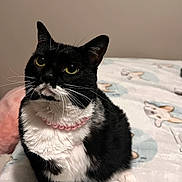 Tuna is registered to the contest to win money with this photo: cat, black_and_white, tuxedo_cat, pet, collar, pink_collar, bed, bedding, dog_pattern, indoor, animal, feline, whiskers, cute, domestic_cat, looking_up, sitting, fur, household, mammal