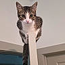 Mochi joined the competition — help win amazing prizes! acrobatic, animal, balanced, cat, door_frame, doorway, ears, feline, indoor, kitten, looking_at_camera, pet, pink_nose, portrait, striped_fur, tabby, tail, whiskers, white_chest, wide_eyes