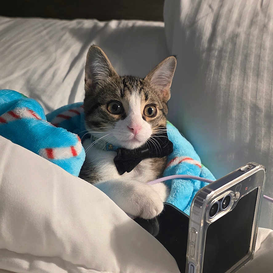 Mochi joined the competition — help win amazing prizes! animal, bed, bedroom, blanket, bow_tie, cat, close_up, cozy, gray_fur, indoor, kitten, lying_down, pet, pillow, portrait, sitting, smartphone, striped_fur, sunlight, white_fur