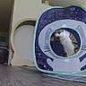 Mochi is registered to the contest to win money with this photo: animal, blue_eyes, cat, curious, doorway, furniture, home_decor, indoor, kitten, living_room, pet, pet_tent, portrait, rug, space_theme, tabby, tent, tilted_head, white_fur, wooden_floor