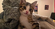 Mochi is registered to the contest to win money with this photo: animal, bed, bedroom, blanket, blue_eyes, brown_fur, cat, cozy, cute, ears, face, indoors, kitten, pet, photography, portrait, sitting, tabby, whiskers, white_fur