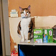 Chipie participe au concours pour gagner de l'argent avec cette photo : appliance, boxes, calico_cat, cat, collar, countertop, curious, domestic_cat, doorway, feline, household, indoor, kitchen, kittekat, microwave, orange, pet_food, sitting, wall, white