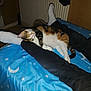 Chipie a rejoint le concours — aidez-le/la à gagner de superbes lots ! bed, blanket, blue, calico, cat, comfort, cozy, floor, indoor, legs, moon, night, pajamas, person, radiator, relaxation, resting, sleeping, stars, white_socks
