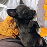 adorable, animal, bed, black_fur, blanket, close_up, cozy, cute, dog, indoor, nap, peaceful, pet, puppy, resting, sleeping, snuggle, soft_texture, stuffed_toy, young