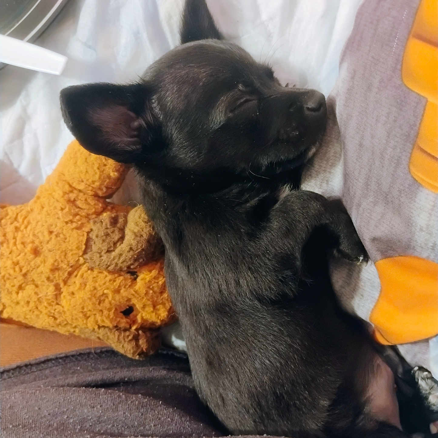 Leo Love Afghan is registered to the contest to win money with this photo: adorable, animal, bed, black_fur, blanket, close_up, cozy, cute, dog, indoor, nap, peaceful, pet, puppy, resting, sleeping, snuggle, soft_texture, stuffed_toy, young