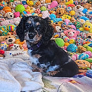 Loomy joined the competition — help win amazing prizes! dog, puppy, long_hair, black_and_tan, pet, cute, portrait, stuffed_toy, plush, colorful, blanket, bed, sitting, collar, wide_eyes, toy_collection, indoor, soft_toys, playful, closeup