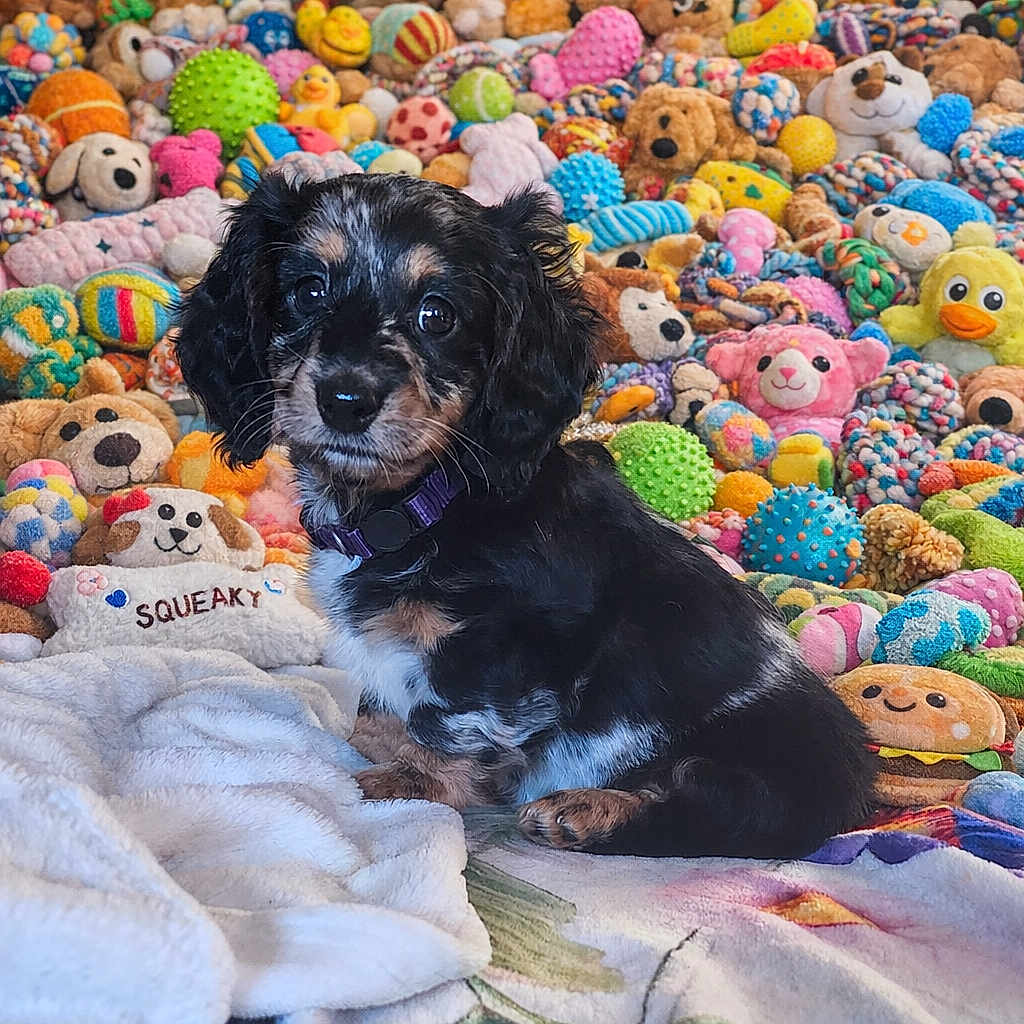 Loomy joined the competition — help win amazing prizes! bed, black_and_tan, blanket, closeup, collar, colorful, cute, dog, indoor, long_hair, pet, playful, plush, portrait, puppy, sitting, soft_toys, stuffed_toy, toy_collection, wide_eyes