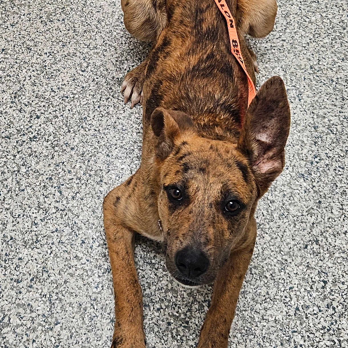 Roxy is registered to the contest to win money with this photo: animal, attention, black_spots, brindle, brown, canine, curious, dog, ears, floor, fur, indoor, leash, looking_up, nails, paws, pet, playful, resting, snout
