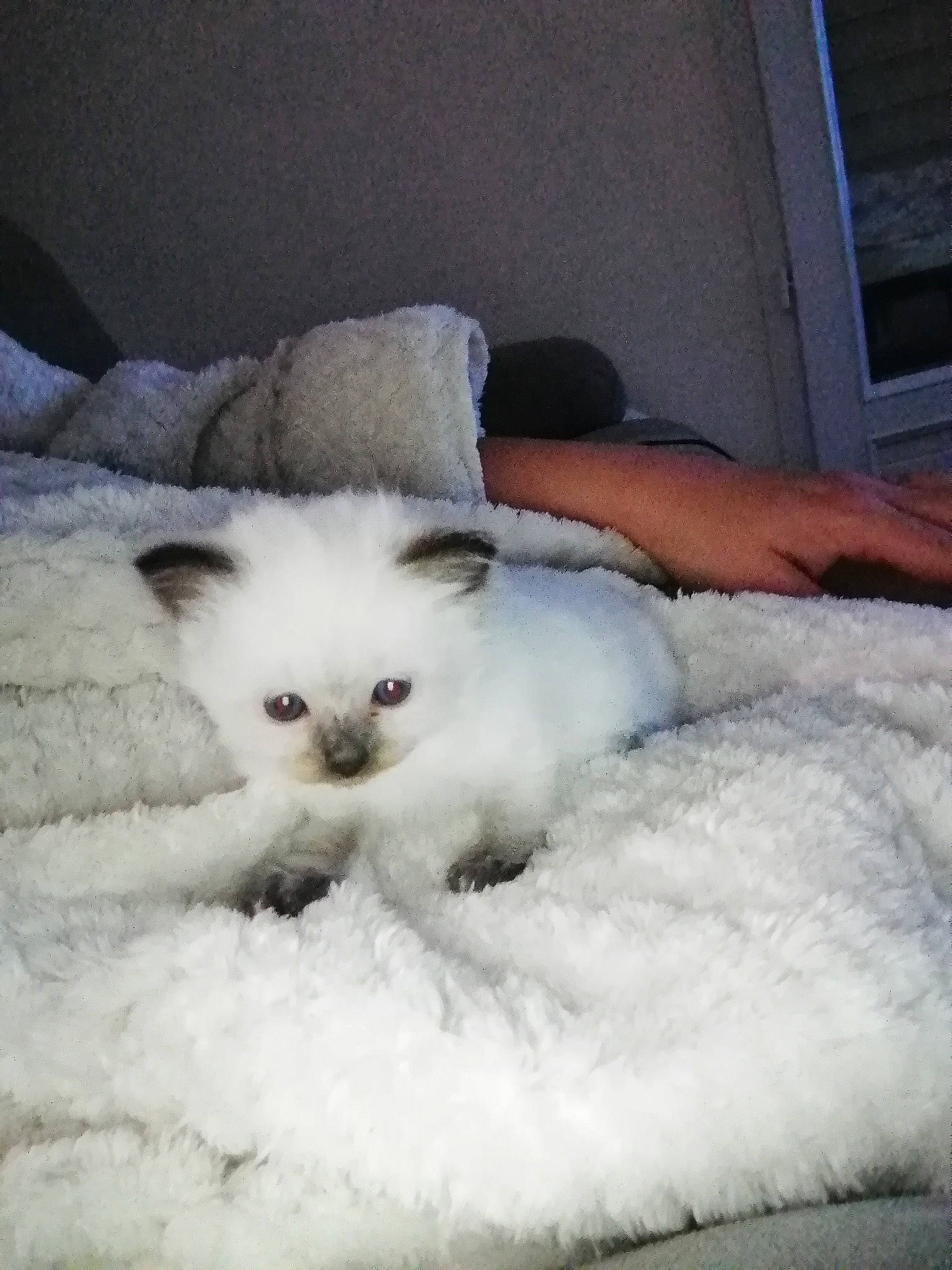 Reina participe au concours pour gagner de l'argent avec cette photo : bed, carnivore, cat, cat_bed, comfort, domestic_short_haired_cat, fawn, felidae, freezing, fur, paw, ragdoll, sitting, sky, small_to_medium_sized_cats, snout, snow, tail, whiskers, winter