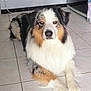 dog, australian_shepherd, indoor, floor, tile, pet, animal, fur, white, black, tan, laying_down, calm, face, ears, eyes, nose, paw, home, domestic