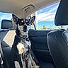 dog, car, backseat, leash, collar, blue_eyes, sunlight, window, seat, interior, pet, canine, smiling, black_and_tan, happy, domestic_animal, vehicle, resting, sitting, daylight
