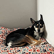 Zero is registered to the contest to win money with this photo: dog, bed, paw_prints, bones_pattern, black_dog, tan_dog, indoor, resting, wall, animal, pet, canine, fur, ears, lying_down, collar, looking, comfortable, house, quiet