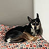 dog, bed, paw_prints, bones_pattern, black_dog, tan_dog, indoor, resting, wall, animal, pet, canine, fur, ears, lying_down, collar, looking, comfortable, house, quiet