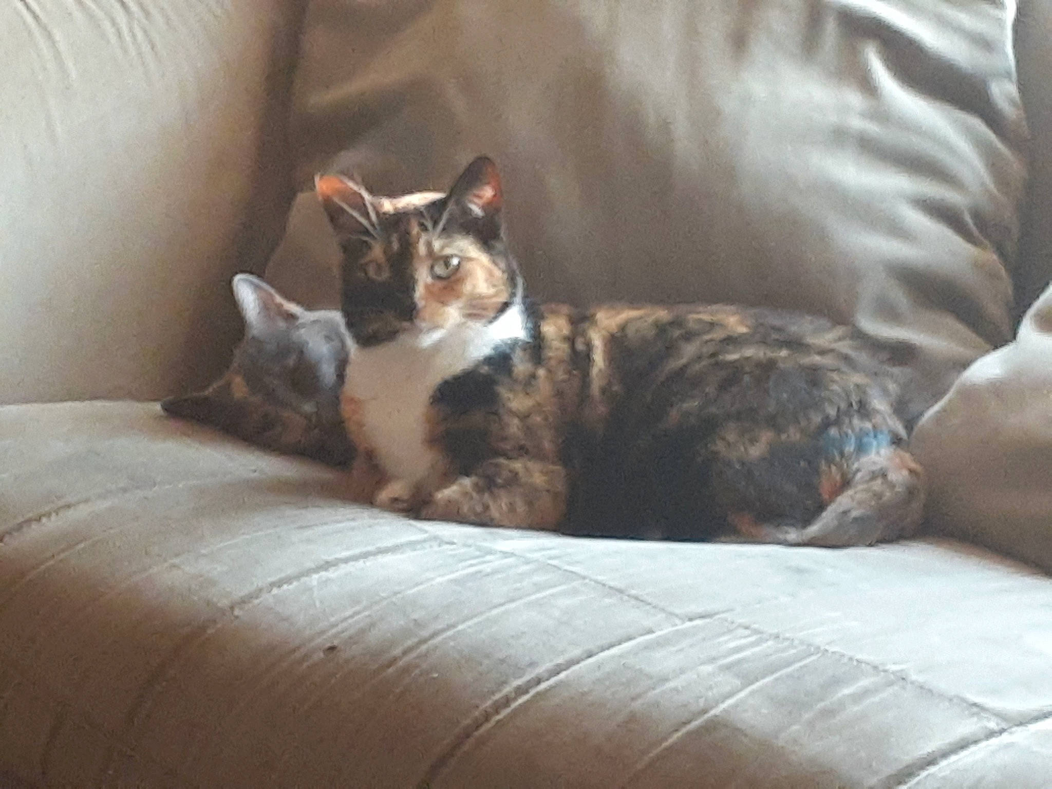 Skitty joined the competition — help win amazing prizes! bedding, brown, carnivore, cat, comfort, couch, domestic_short_haired_cat, door, felidae, fur, grey, hardwood, linens, room, small_to_medium_sized_cats, tail, terrestrial_animal, tree, whiskers, wood