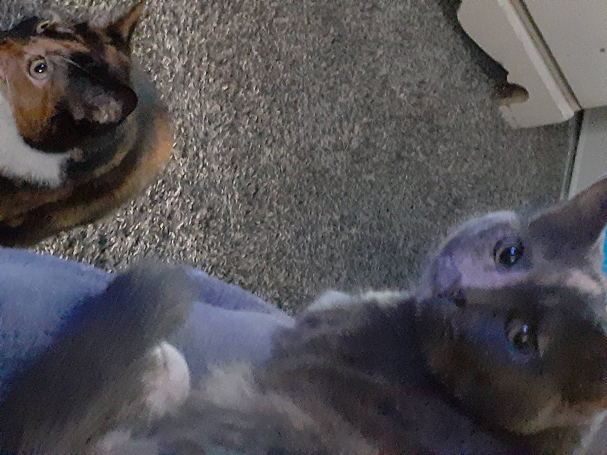 Skitty joined the competition — help win amazing prizes! canidae, carnivore, cat, claw, comfort, domestic_short_haired_cat, fawn, felidae, flooring, fur, grey, paw, russian_blue, small_to_medium_sized_cats, snout, tail, terrestrial_animal, whiskers, wildlife, window